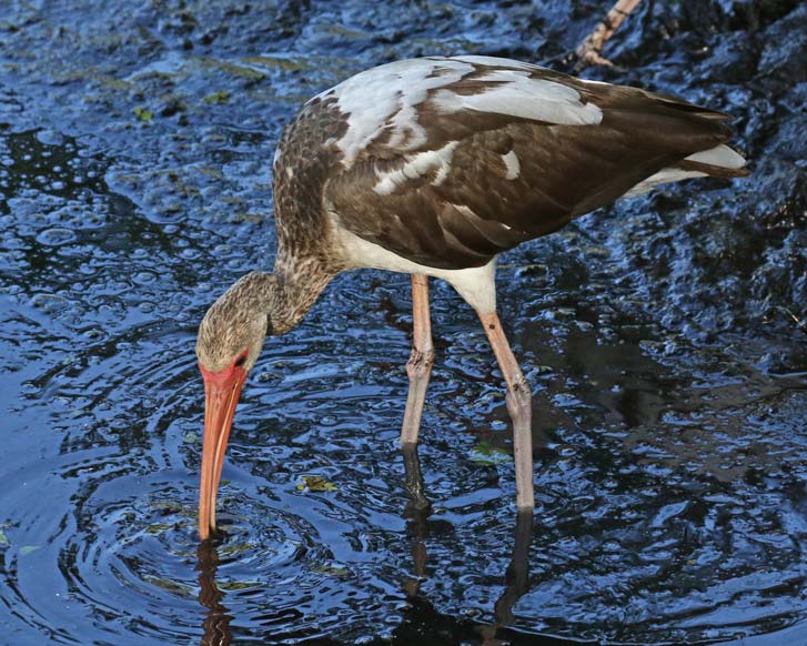 White Ibis
