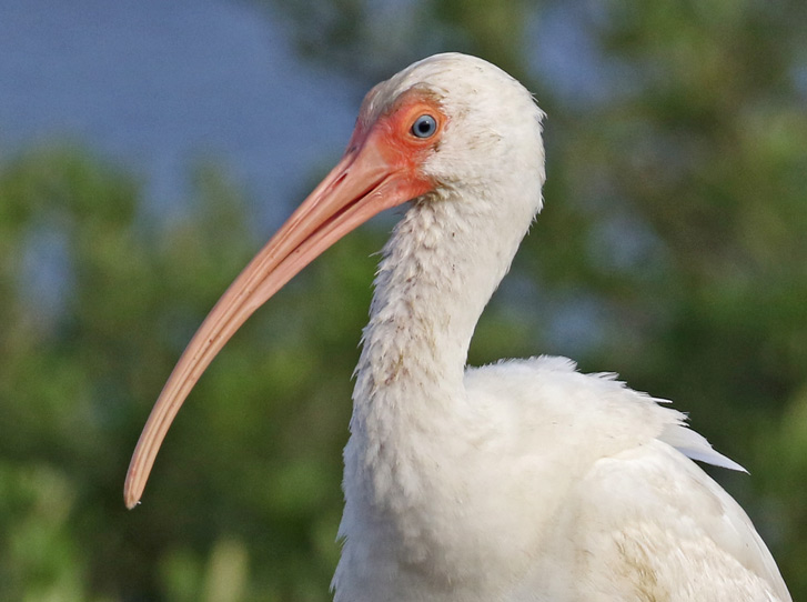 White Ibis