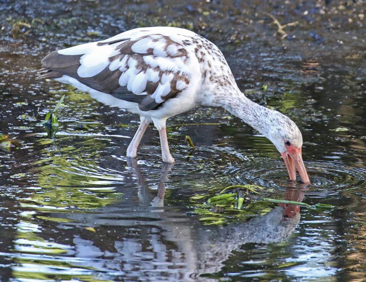 White Ibis