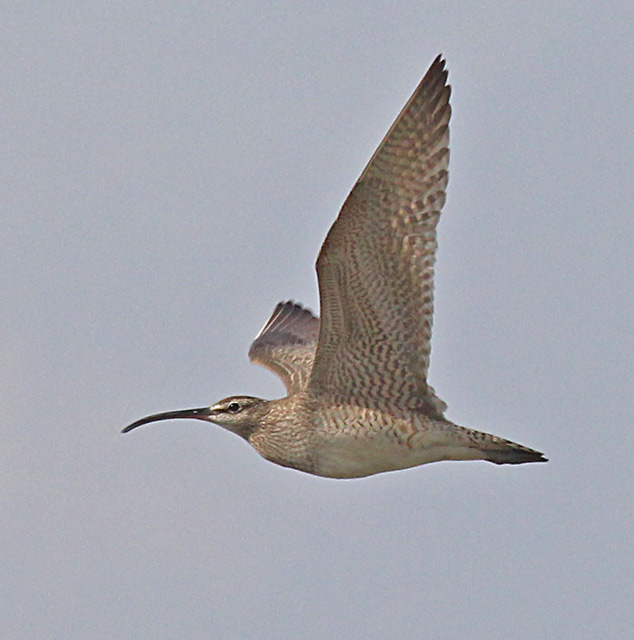 Whimbrel (juvenile in flight)
