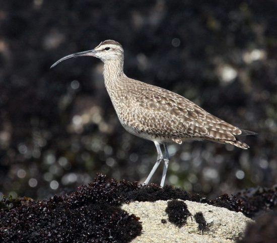 Whimbrel photo #5