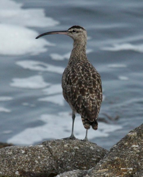 Whimbrel photo #3