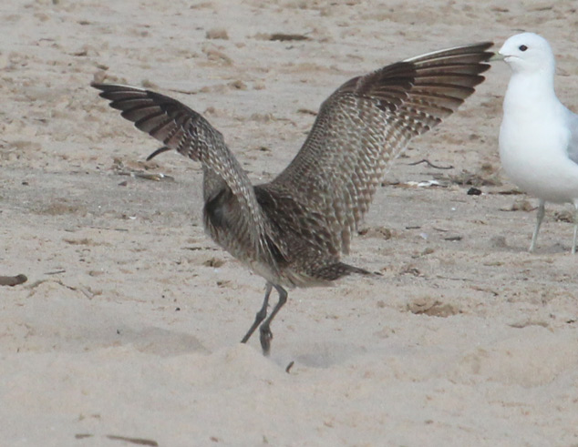 Whimbrel (juvenile in flight)