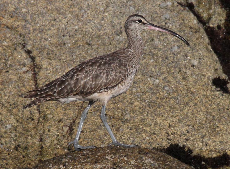 Whimbrel photo #2