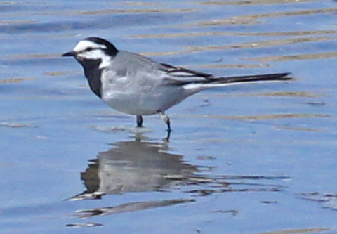White Wagtail