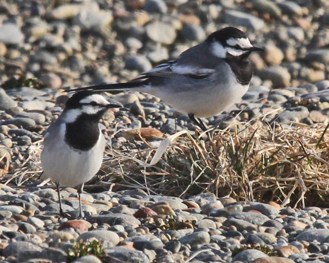 White Wagtail