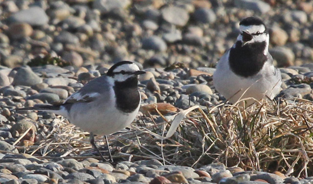White Wagtail
