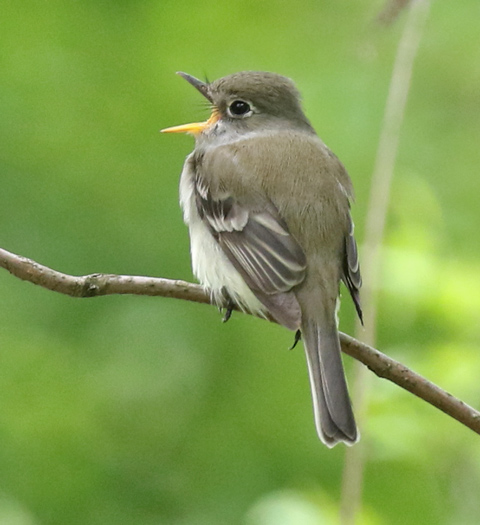 Willow Flycatcher photo #1