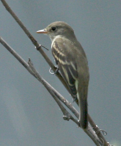 Willow Flycatcher (juvenile)