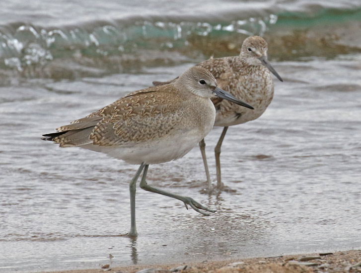 Willet