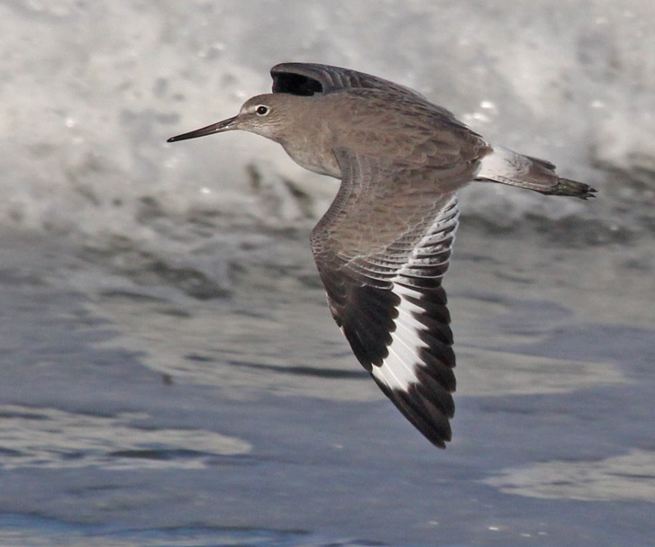 Willet (nonbreeding 