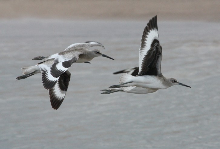 Willet (juveniles in flight)