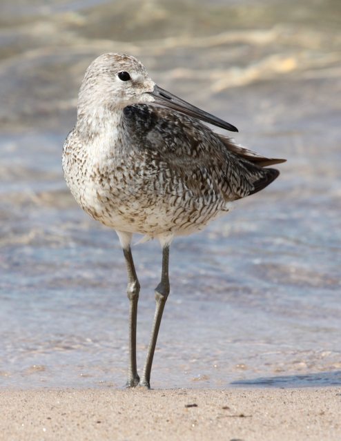 Willet (Fall adult) photo #4