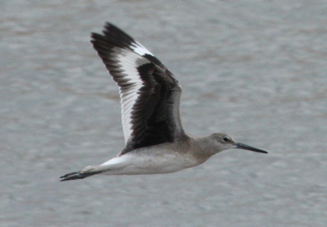 Willet (juveniles in flight)