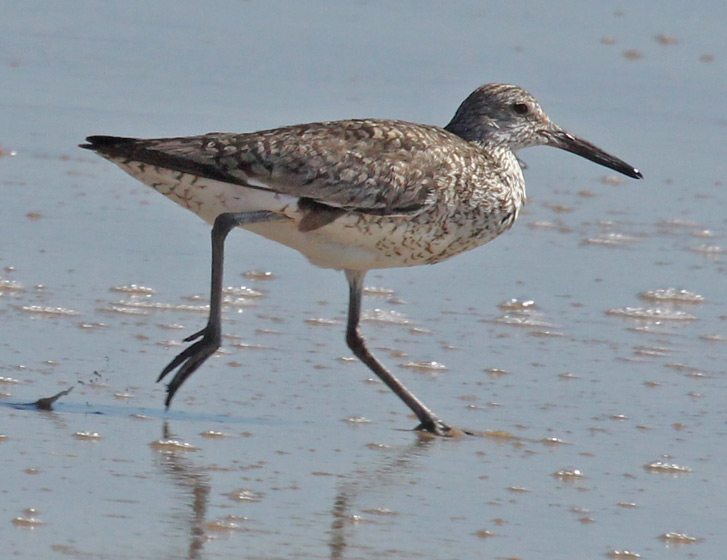 Eastern Willet Photo 2