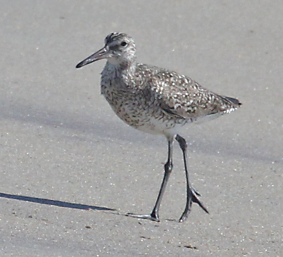 Eastern Willet Photo 3