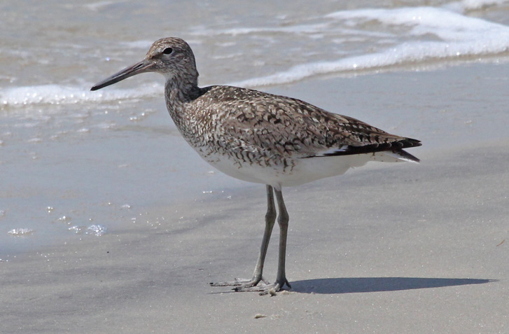 Eastern Willet Photo 1