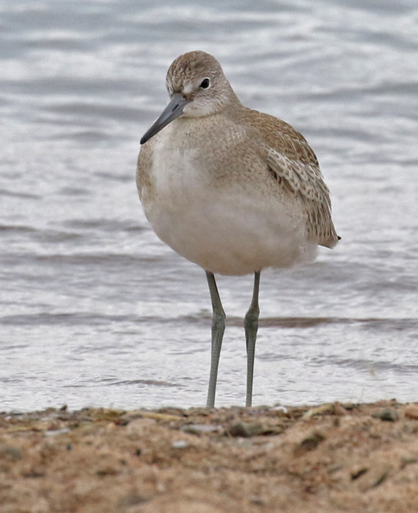 Willet