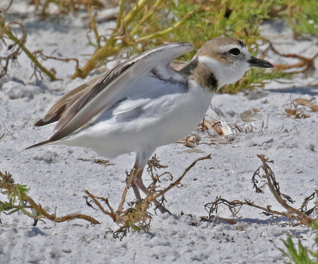 Wilson's Plover photo #4