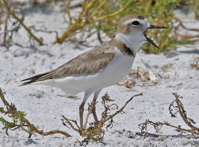 Wilson's Plover photo #3