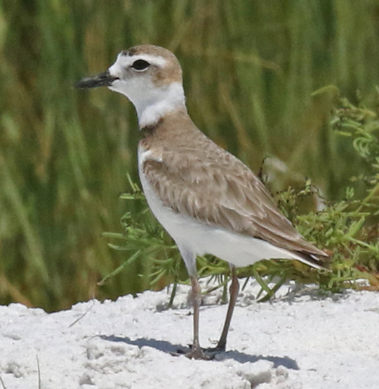 Wilson's Plover photo #1