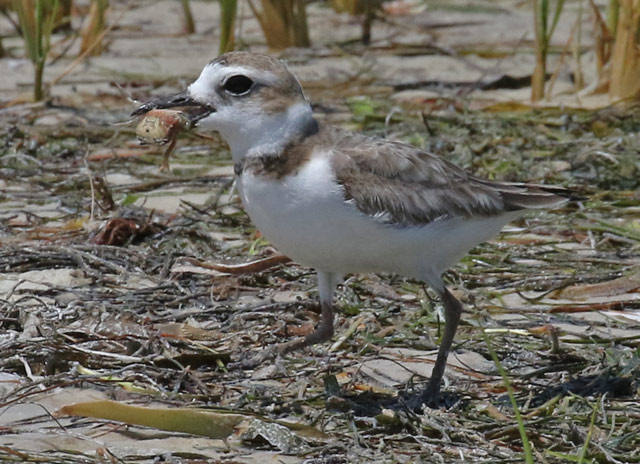 Wilson's Plover photo #5