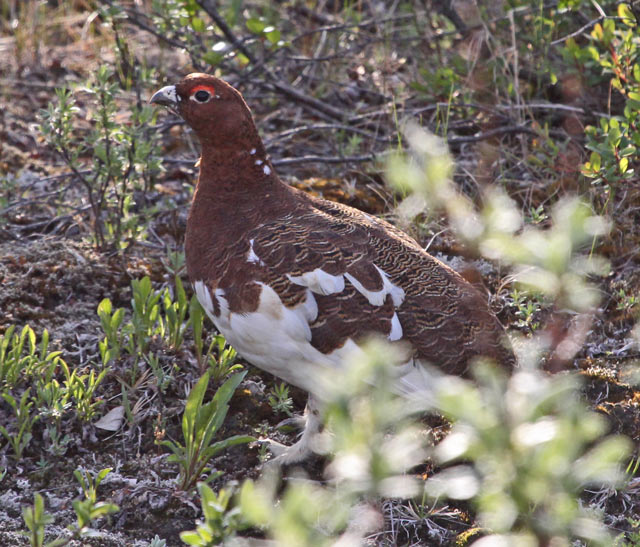 Willow Ptarmigan