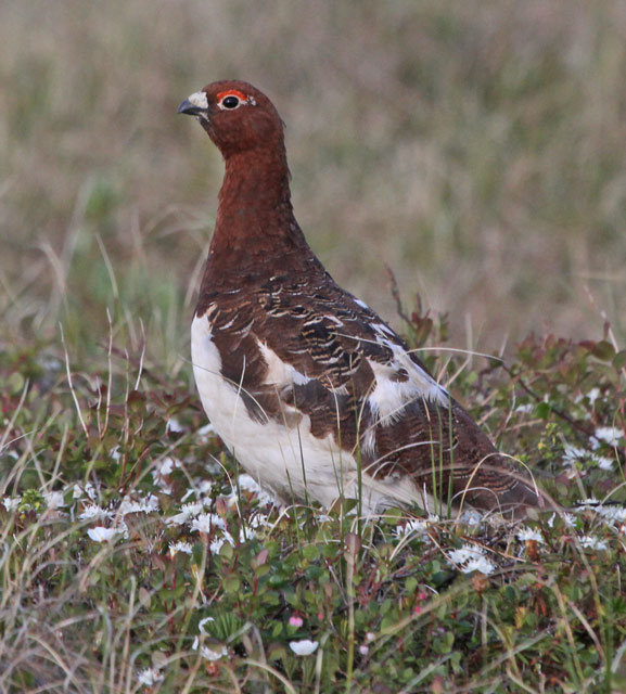 Willow Ptarmigan