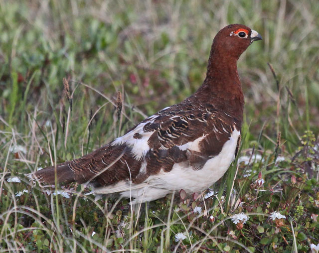 Willow Ptarmigan