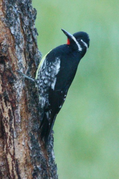 Williamson's Sapsucker photo #2