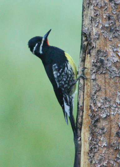 Williamson's Sapsucker photo #1