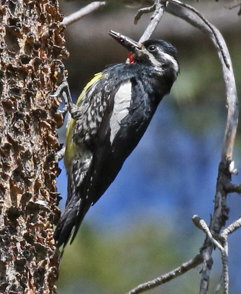 Williamson's Sapsucker photo #4