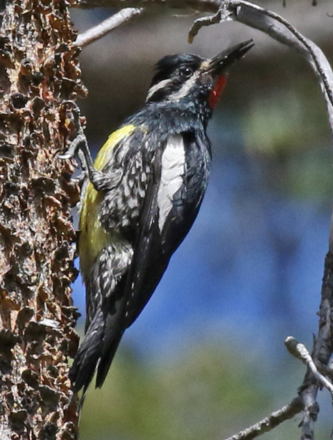 Williamson's Sapsucker photo #5