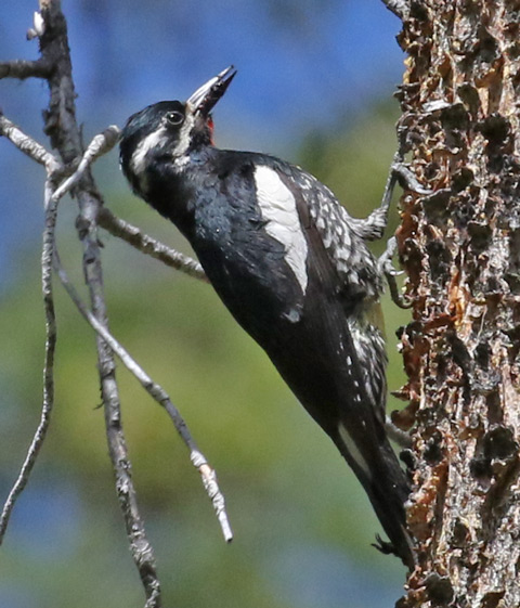 Williamson's Sapsucker photo #6