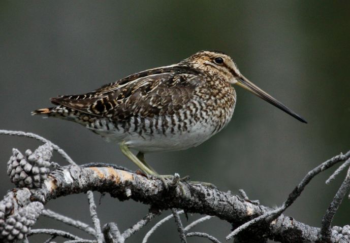 Wilson's Snipe