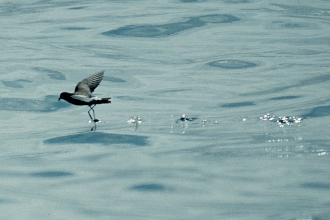 Wilson's Storm-petrel photo #6