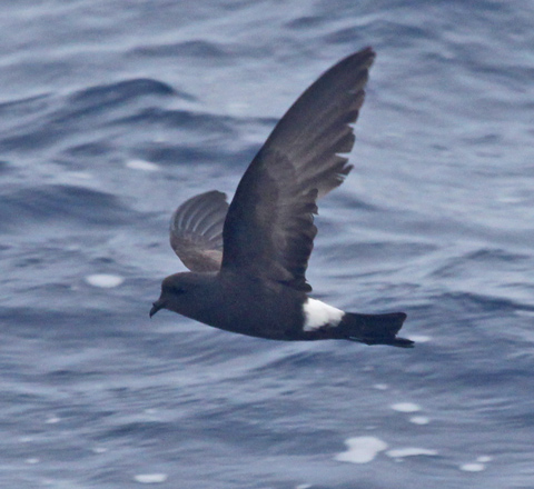 Wilson's Storm-petrel photo #1