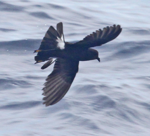 Wilson's Storm-petrel photo #4