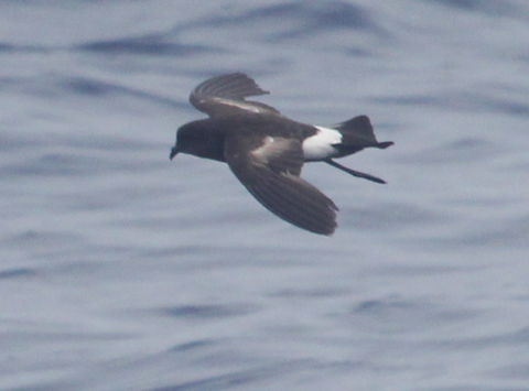 Wilson's Storm-petrel photo #2