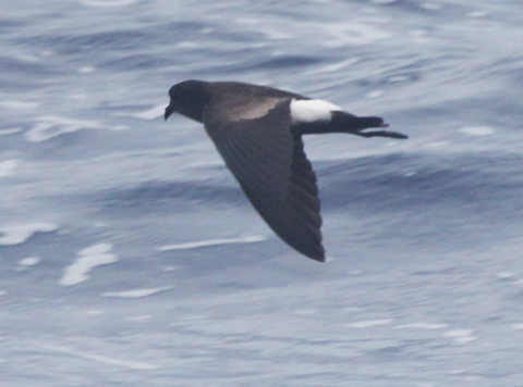 Wilson's Storm-petrel photo #5