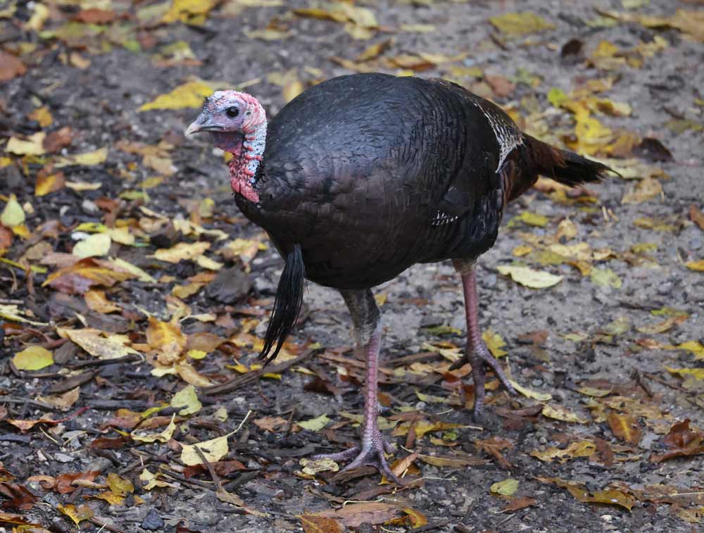 Wild Turkey