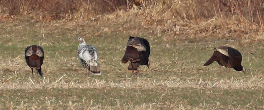 Wild Turkey (smoke morph)
