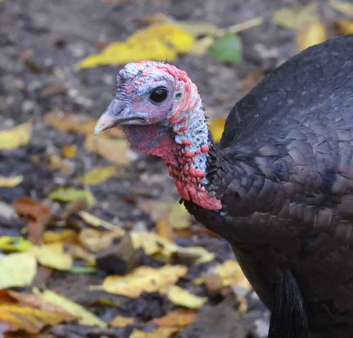 Wild Turkey