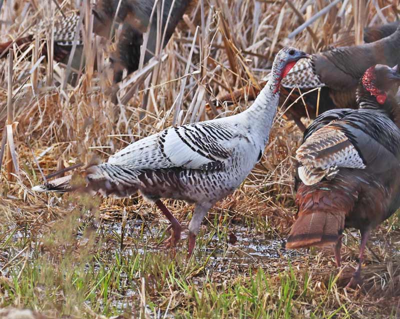 Wild Turkey (smoke morph)
