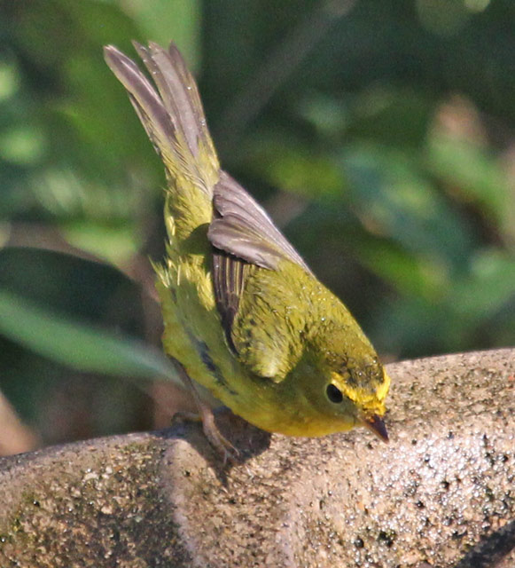 Wilson's Warbler Photo 3