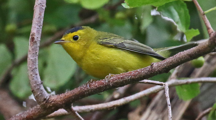 Wilson's Warbler Photo 1