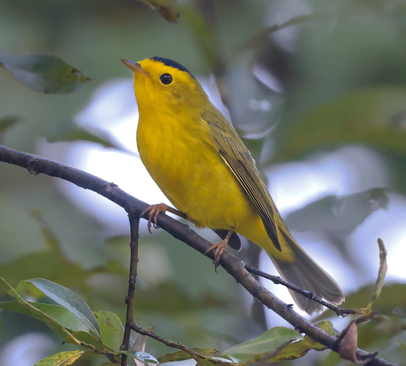 Wilson's Warbler