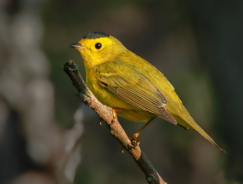 Wilson's Warbler photo #1