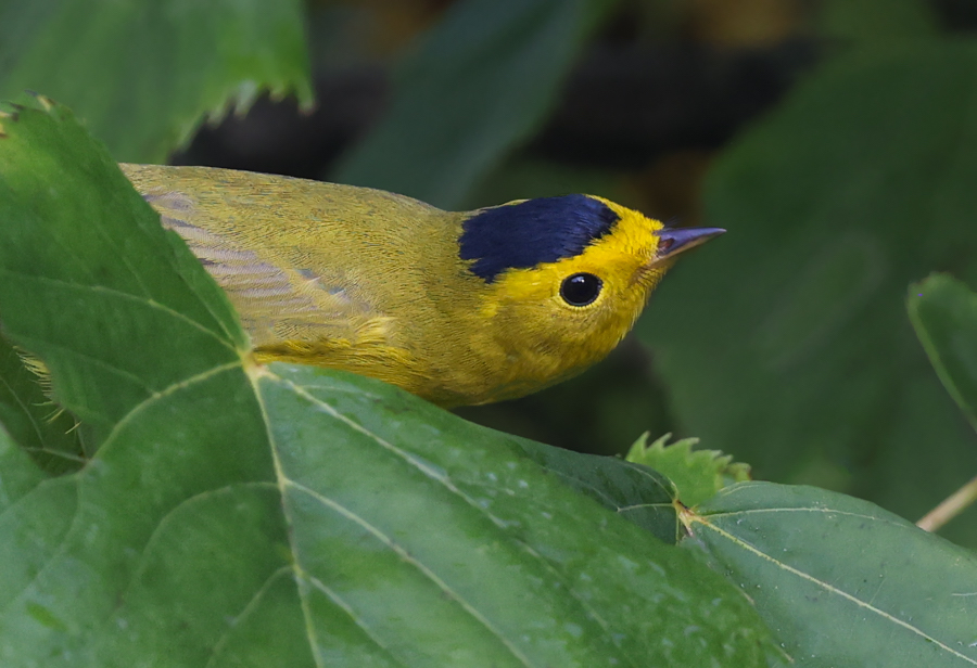 Wilson's Warbler