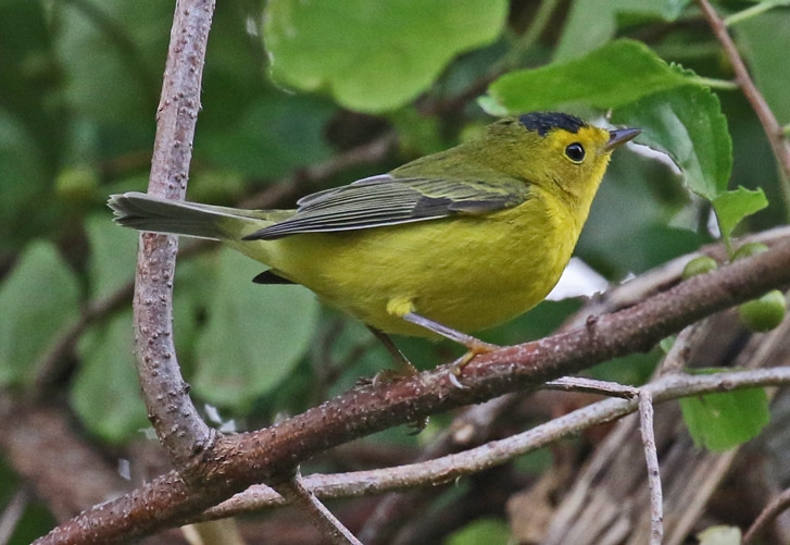 Wilson's Warbler Photo 2
